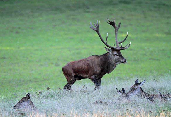 Red deer stag (c) Theo Grüntjens